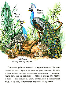 Peacock? Chick! Winged Families: Facts and Games