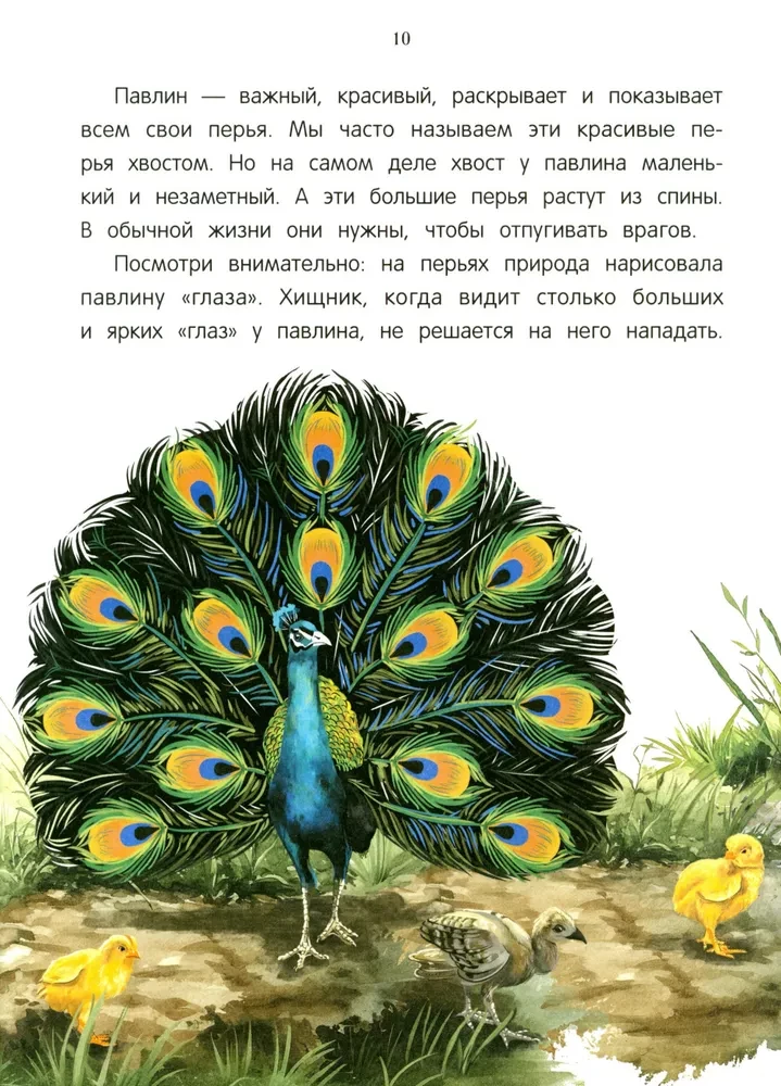 Peacock? Chick! Winged Families: Facts and Games