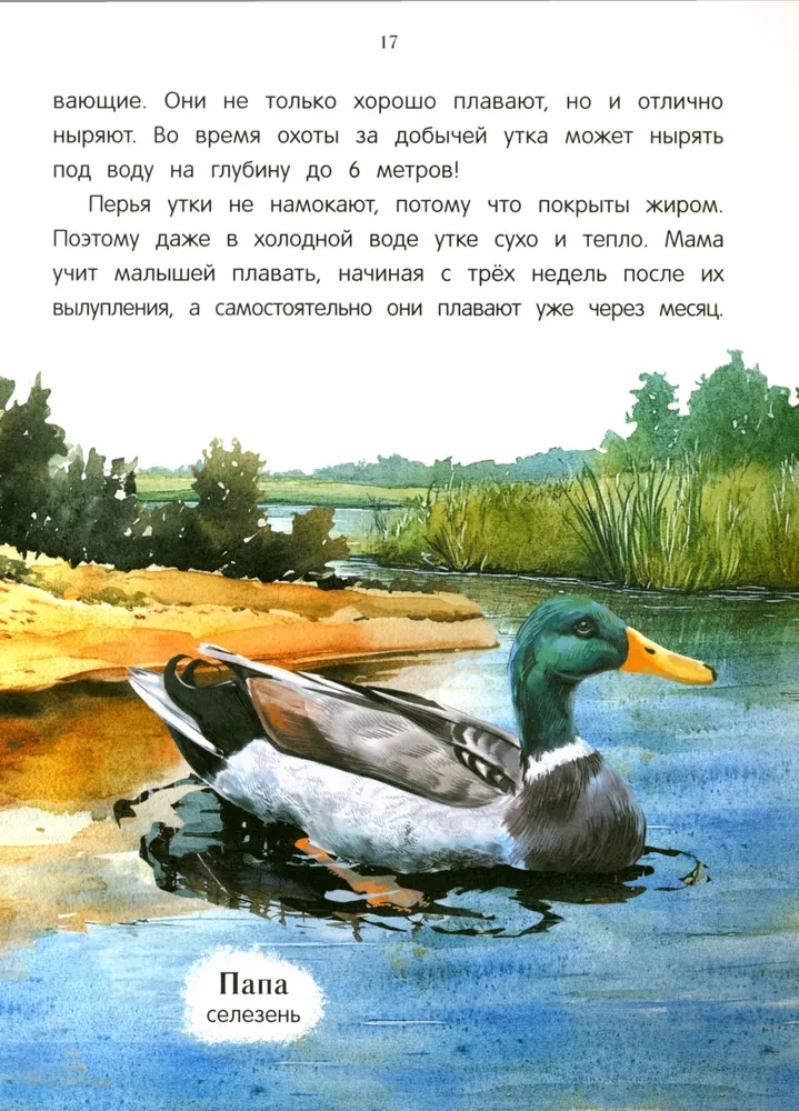 Peacock? Chick! Winged Families: Facts and Games