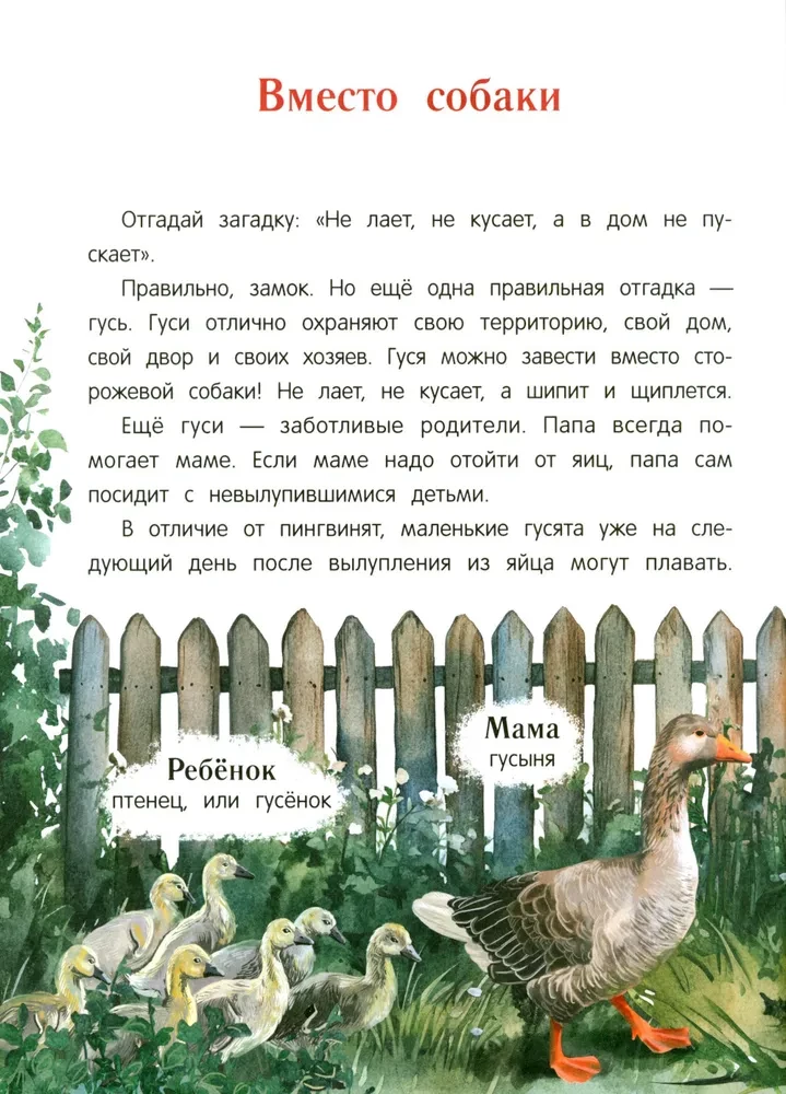 Peacock? Chick! Winged Families: Facts and Games