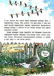 Peacock? Chick! Winged Families: Facts and Games