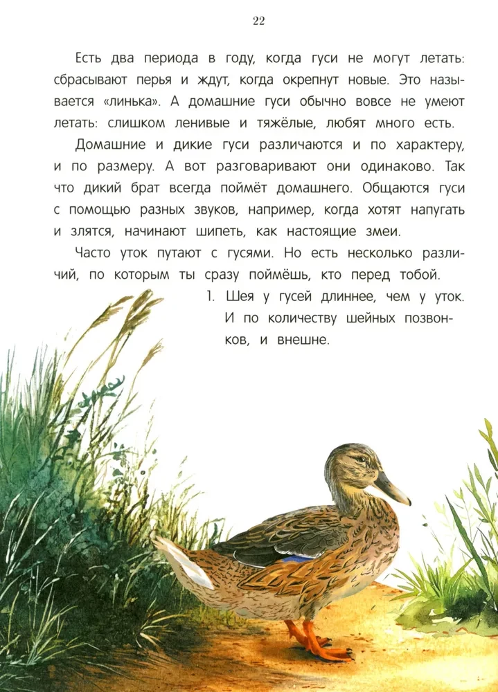 Peacock? Chick! Winged Families: Facts and Games