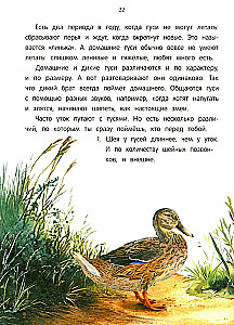 Peacock? Chick! Winged Families: Facts and Games