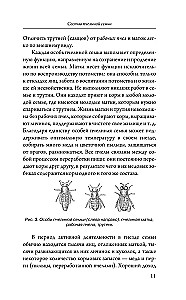 My First Hive. A Practical Guide for Beginning Beekeepers