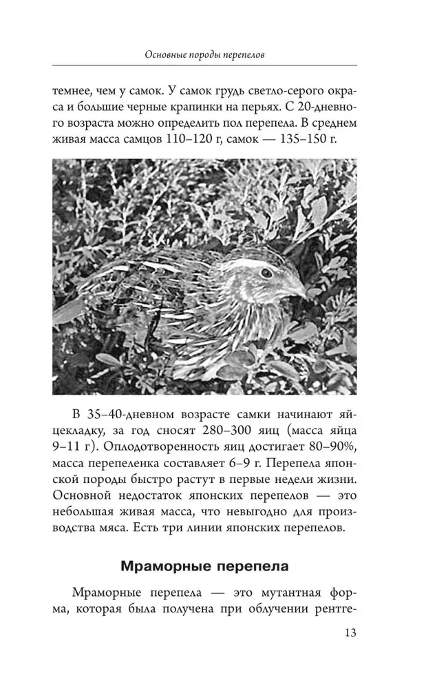 Domestic Quails. Breeding and Keeping in Home Conditions for Beginners