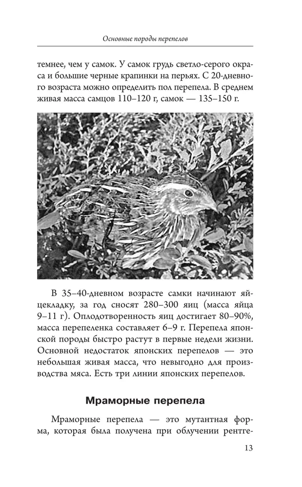 Quail Breeding for Beginners. A Guide to Keeping at Home