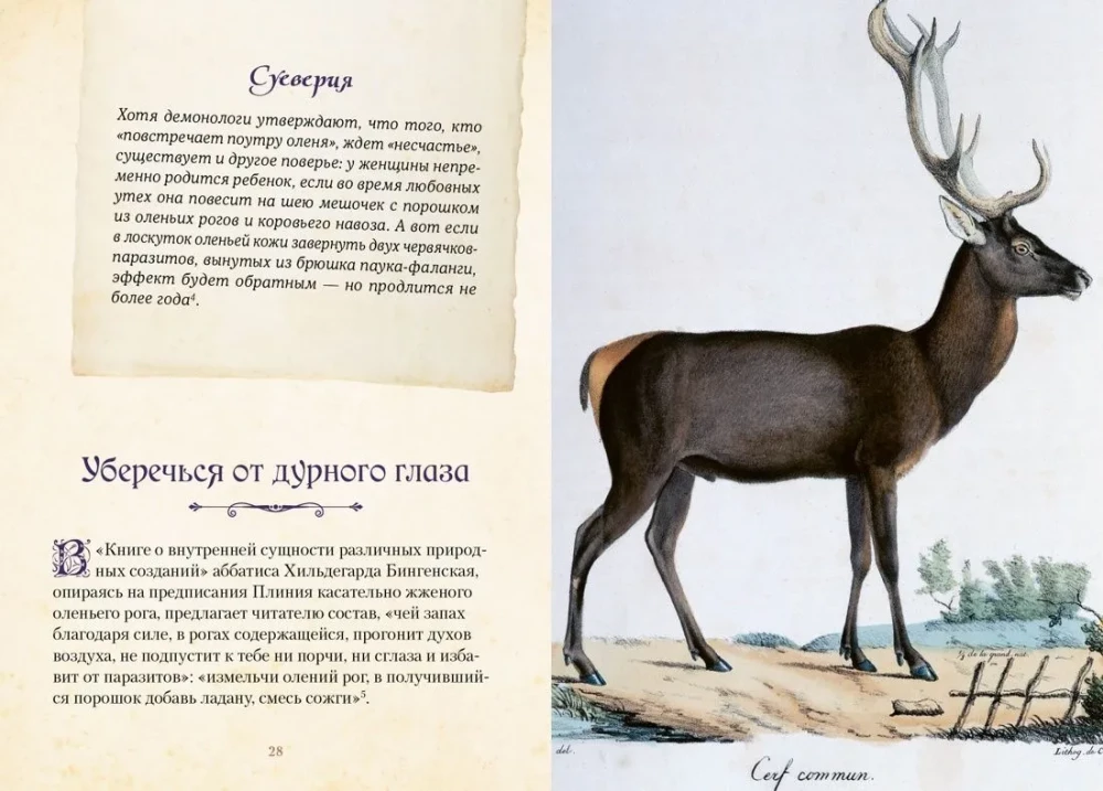 Magical Animals. Legends and Superstitions