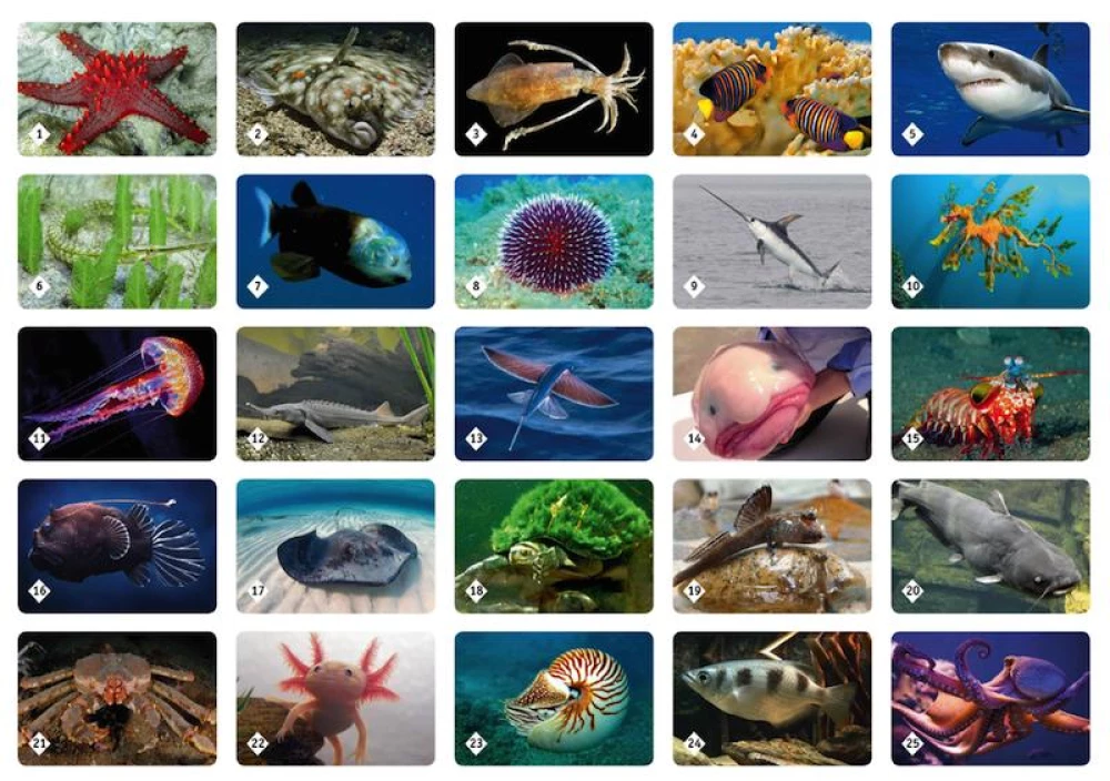 Brettspiel - Memo. Unterwasserwelt