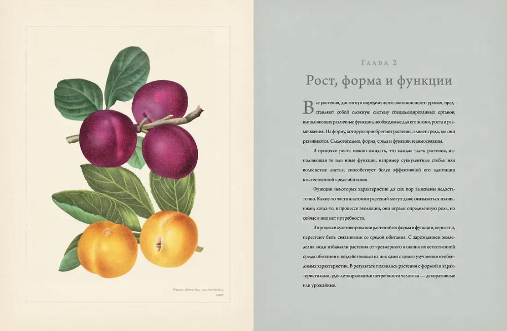 Botany for Gardeners