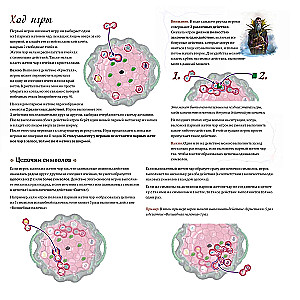 Board Game - Witch's Rock