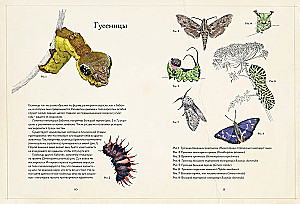 Die geheimnisvolle Welt der Schmetterlinge