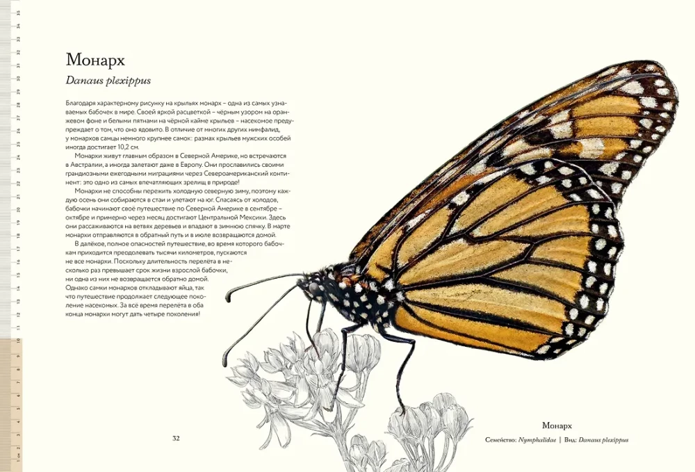Die geheimnisvolle Welt der Schmetterlinge