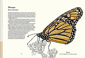 Die geheimnisvolle Welt der Schmetterlinge