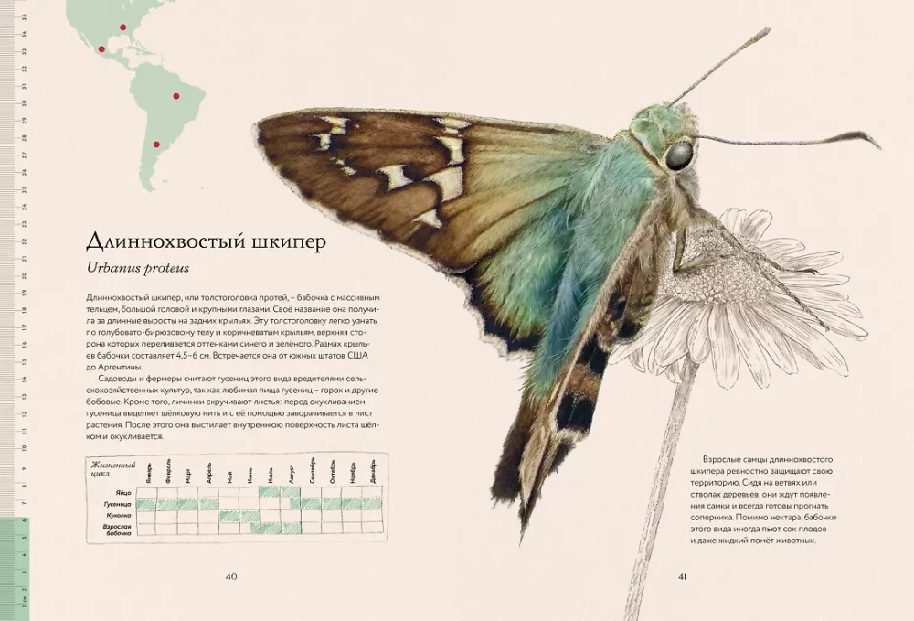 Die geheimnisvolle Welt der Schmetterlinge