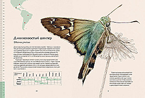 Die geheimnisvolle Welt der Schmetterlinge
