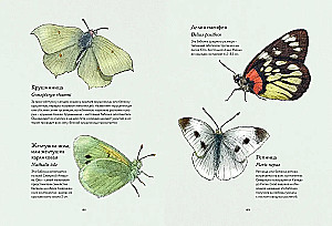 Die geheimnisvolle Welt der Schmetterlinge