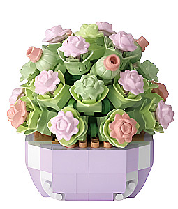 Constructor - Plant dairy. Succulents, assorted