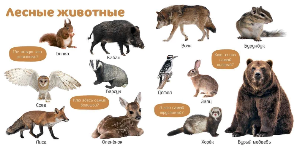 Мои первые фотокниги. Изучаем мир