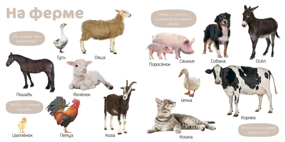 Мои первые фотокниги. Изучаем мир