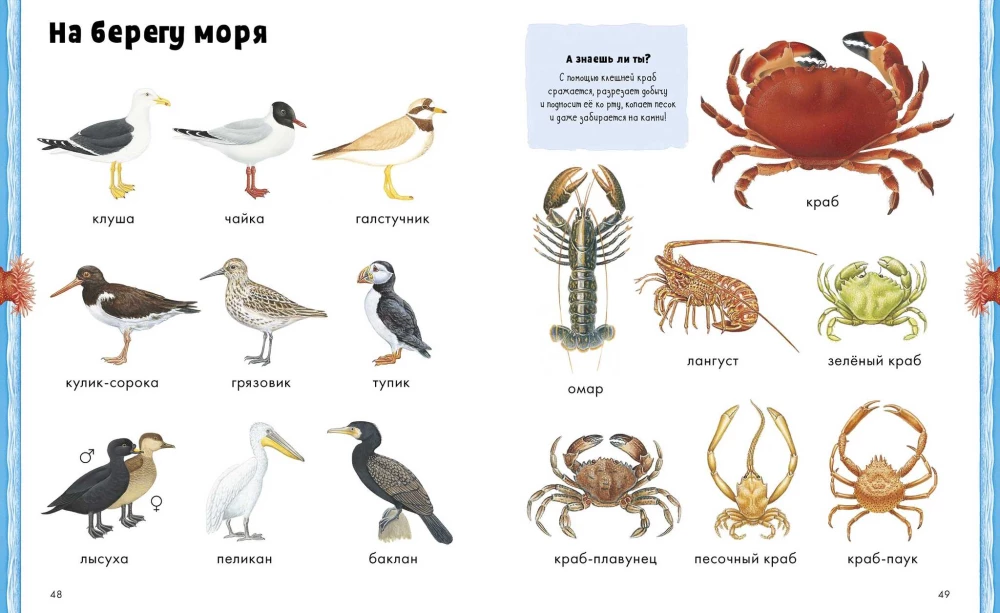 Tiere. Visuelle Enzyklopädie
