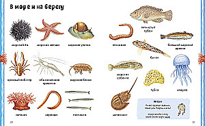 Loomad. Visuaalne entsüklopeedia