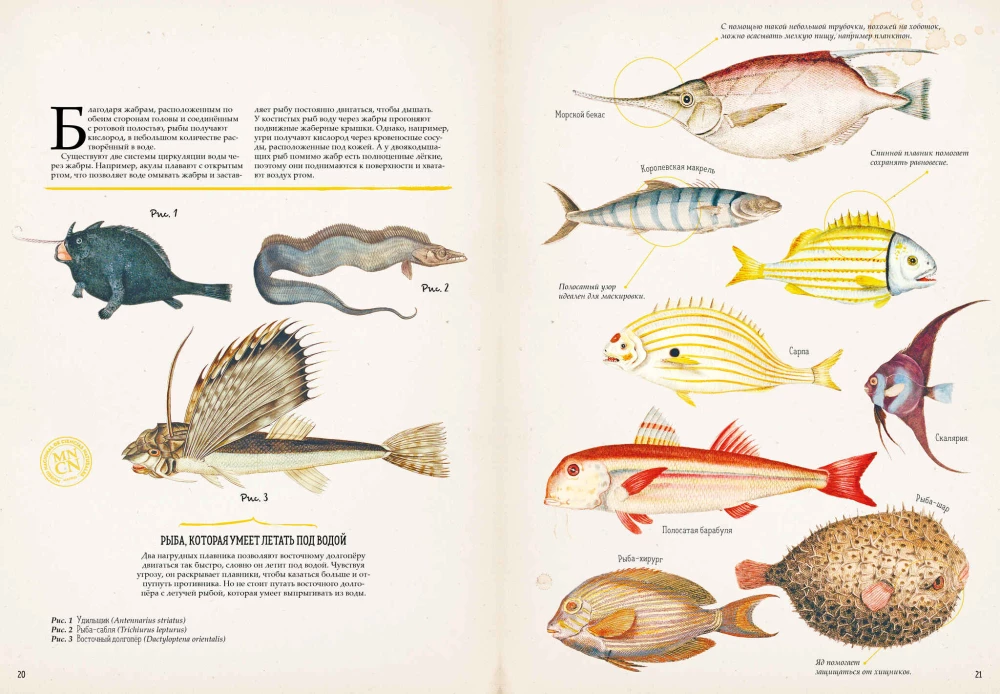 Zadziwiające encyklopedie. Zoologia w obrazkach