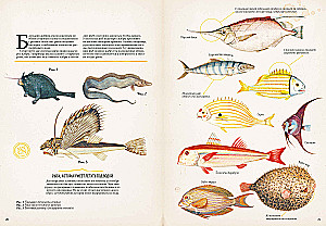 Zadziwiające encyklopedie. Zoologia w obrazkach