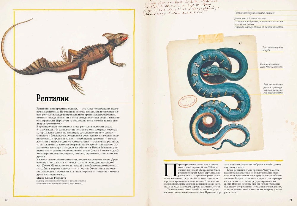 Zadziwiające encyklopedie. Zoologia w obrazkach