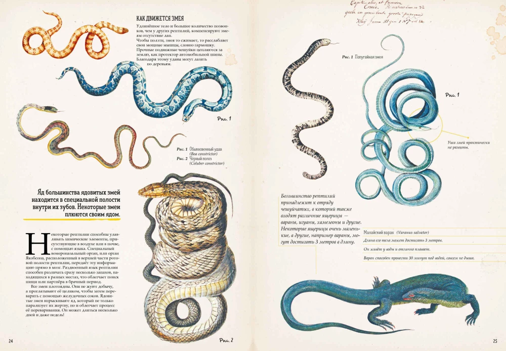 Zadziwiające encyklopedie. Zoologia w obrazkach