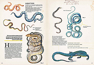 Zadziwiające encyklopedie. Zoologia w obrazkach