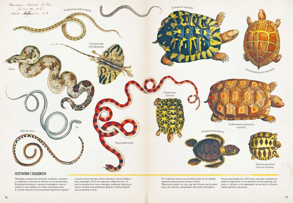 Zadziwiające encyklopedie. Zoologia w obrazkach