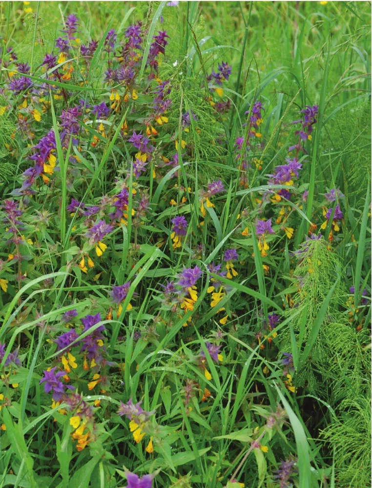 Medicinal Plants. Large Illustrated Encyclopedia