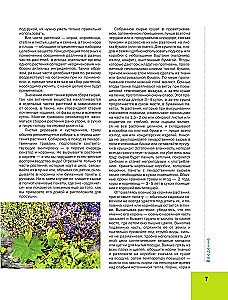 Medicinal Plants. Large Illustrated Encyclopedia