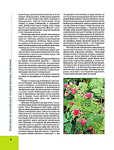 Medicinal Plants. Large Illustrated Encyclopedia