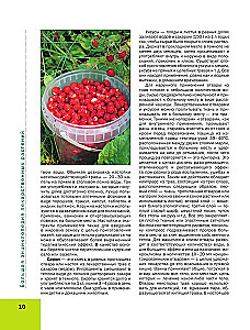 Medicinal Plants. Large Illustrated Encyclopedia