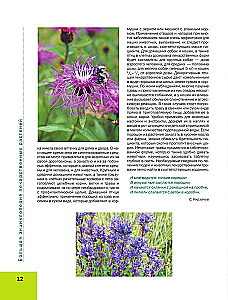 Medicinal Plants. Large Illustrated Encyclopedia