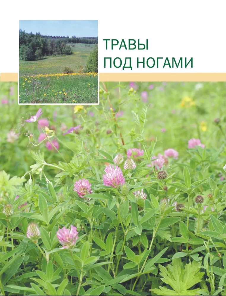 Medicinal Plants. Large Illustrated Encyclopedia