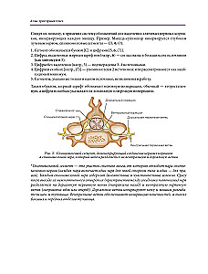 Atlas of Trigger Points. Modern Approaches to Working with Muscles and Joints in Pain Syndromes