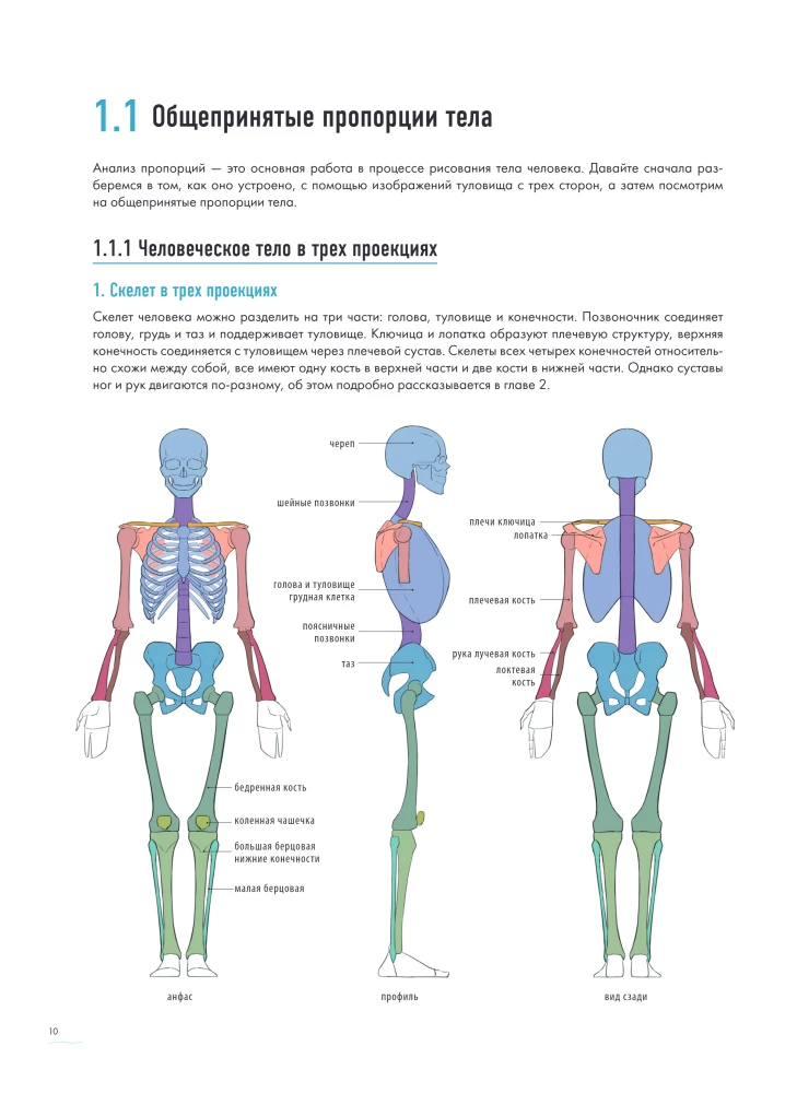 The Human in Motion. A Detailed Anatomical Course on Drawing: From General Shape to Perspective