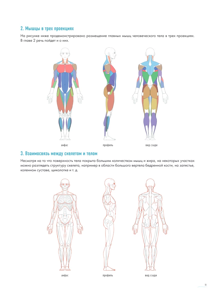 The Human in Motion. A Detailed Anatomical Course on Drawing: From General Shape to Perspective
