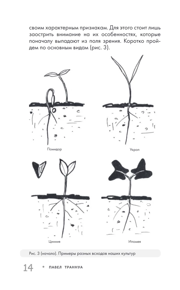 Garden Without Weeding. The Best Strategy in the Fight Against Weeds