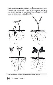 Garden Without Weeding. The Best Strategy in the Fight Against Weeds