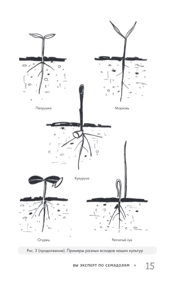 Garden Without Weeding. The Best Strategy in the Fight Against Weeds