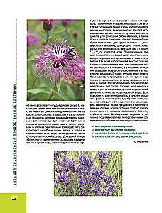 The Big Illustrated Encyclopedia of Medicinal Plants