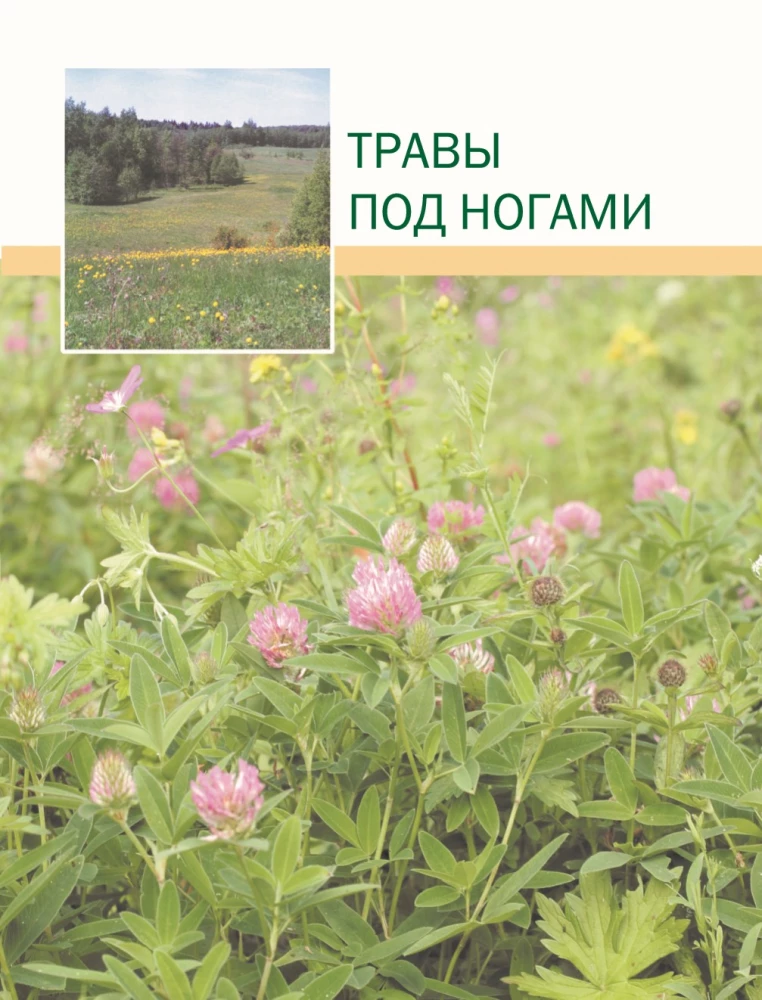 The Big Illustrated Encyclopedia of Medicinal Plants