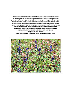 The Big Illustrated Encyclopedia of Medicinal Plants