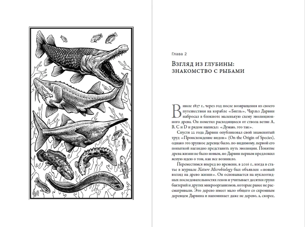 Worüber die Fische schweigen: Ein Leitfaden zum Leben der Meeresbewohner