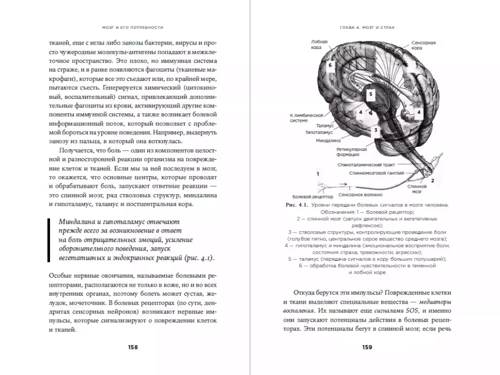 Smegenys ir jų poreikiai: Nuo maitinimo iki pripažinimo