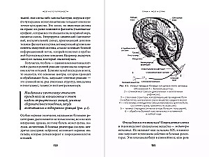 Smegenys ir jų poreikiai: Nuo maitinimo iki pripažinimo