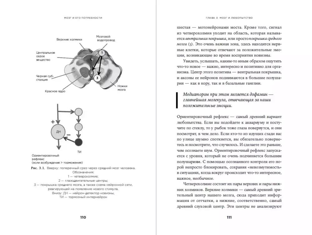 Smegenys ir jų poreikiai: Nuo maitinimo iki pripažinimo